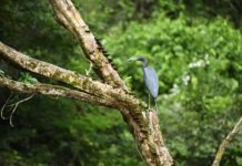Unidos por la naturaleza: MARENA refuerza protección de Los Guatuzos-Río San Juan Foto: Unidos por la naturaleza: MARENA refuerza protección de Los Guatuzos-Río San Juan /Cortesía