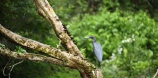 Foto: Unidos por la naturaleza: MARENA refuerza protección de Los Guatuzos-Río San Juan /Cortesía