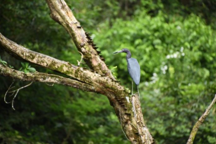 Foto: Unidos por la naturaleza: MARENA refuerza protección de Los Guatuzos-Río San Juan /Cortesía Foto: Unidos por la naturaleza: MARENA refuerza protección de Los Guatuzos-Río San Juan /Cortesía