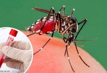 Foto: Disminuyen casos de dengue, malaria e influenza