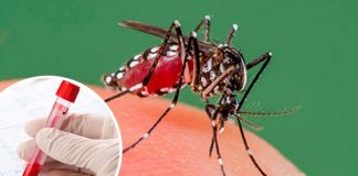 Foto: Disminuyen casos de dengue, malaria e influenza