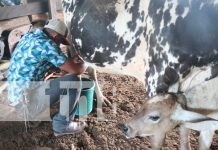Foto: Con productos lácteos y ordeño culmina curso de UNICAM Santa Rita en Mulukukú/TN8