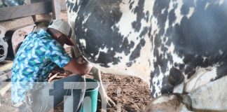 Foto: Con productos lácteos y ordeño culmina curso de UNICAM Santa Rita en Mulukukú/TN8