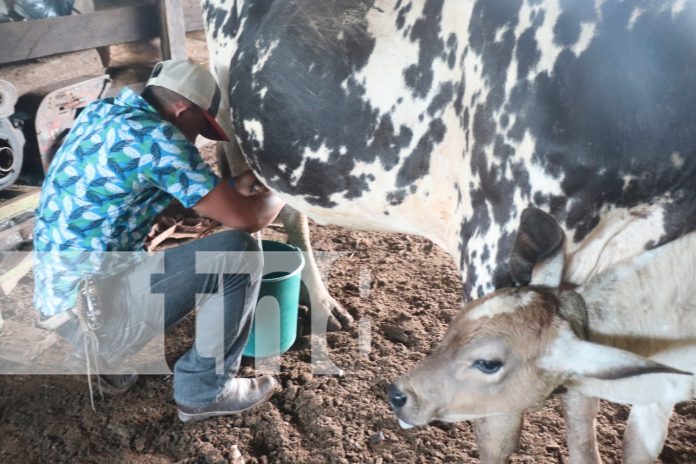 2 Foto: Con productos lácteos y ordeño culmina curso de UNICAM Santa Rita en Mulukukú/TN8
