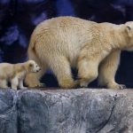 Foto: La primera osa polar nacida en América Latina /Cortesía
