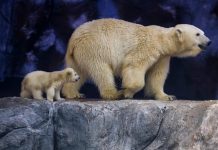 ¡Un milagro! Conozca a Nur, la primera osa polar nacida en América Latina (VIDEO) Foto: La primera osa polar nacida en América Latina /Cortesía