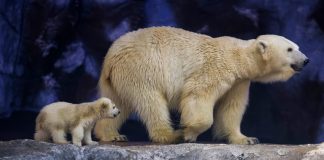 Foto: La primera osa polar nacida en América Latina /Cortesía