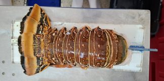 Foto: INPESCA monitorea estado de la langosta en Bilwi