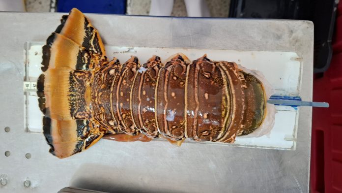 Foto: INPESCA monitorea estado de la langosta en Bilwi