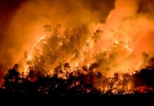 Foto: Chile enfrenta 12 incendios forestales /Cortesía