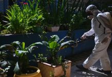 Brasil declara emergencia sanitaria: Dengue se propaga a velocidad alarmante Foto: Emergencia sanitaria en Brasil por rápida propagación del dengue /Cortesía