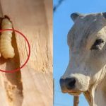 Gusano barrenador pone en riesgo la ganadería Mexicana Foto: gusano barrenador pone en jaque la ganadería/cortesía
