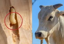 Gusano barrenador pone en riesgo la ganadería Mexicana Foto: gusano barrenador pone en jaque la ganadería/cortesía