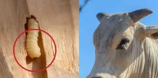 Foto: gusano barrenador pone en jaque la ganadería/cortesía
