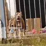 «¡Agua!», Pitbull sorprende al hablar y pedir vital líquido a jóvenes en Managua (VIDEO) Foto: Pitbull pide agua en Managua / TN8