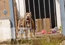Foto: Pitbull pide agua en Managua / TN8