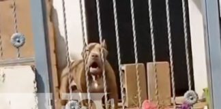 Foto: Pitbull pide agua en Managua / TN8