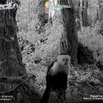 ¿Ya conocés las criaturas ocultas de Jinotega? Foto: Especies vistas en la Reserva Natural Cerro Kilambé, Jinotega/ Cortesía