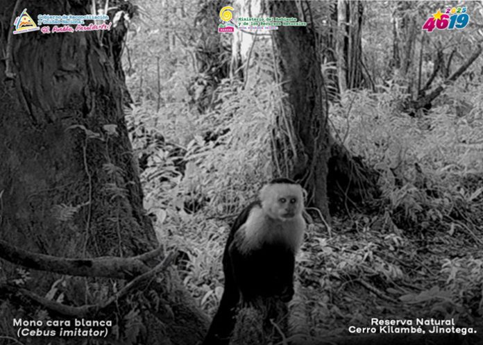 Foto: Especies vistas en la Reserva Natural Cerro Kilambé, Jinotega/ Cortesía Foto: Especies vistas en la Reserva Natural Cerro Kilambé, Jinotega/ Cortesía