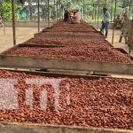 Nicaragua, lista para afrontar los retos y oportunidades de la economía cacaotera global Foto: Industria del cacao crece en Nicaragua / TN8