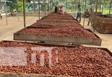 Foto: Industria del cacao crece en Nicaragua / TN8
