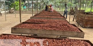 Foto: Industria del cacao crece en Nicaragua / TN8