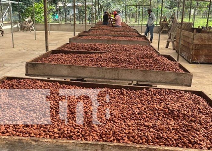 Foto: Industria del cacao crece en Nicaragua / TN8