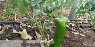 Foto: Chiltoma Nathalie en Nicaragua / TN8