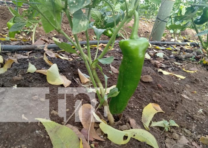 Foto: Chiltoma Nathalie en Nicaragua / TN8