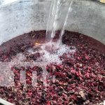 Foto: Producción de Flor de Jamaica en el Caribe Norte / TN8