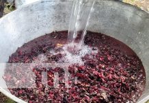 Más que una flor: Jamaica se convierte en fuente de ingresos en el Caribe Norte Foto: Producción de Flor de Jamaica en el Caribe Norte / TN8