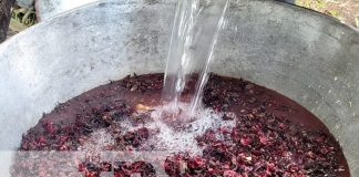 Foto: Producción de Flor de Jamaica en el Caribe Norte / TN8
