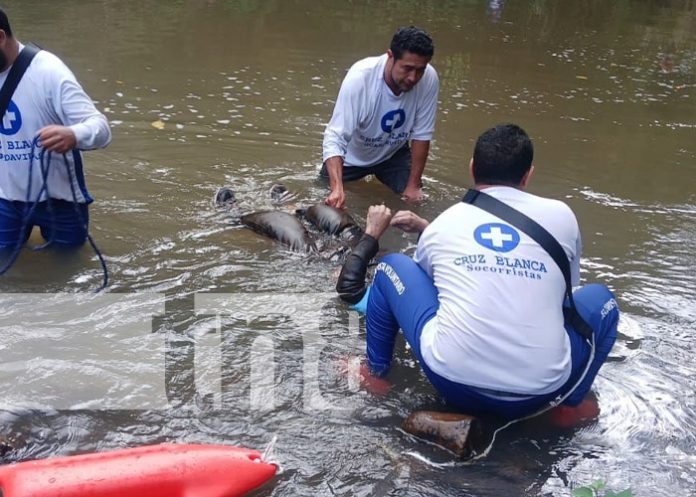 Foto: Muerte por sumersión en Las Carmelitas, Jinotega / TN8 Foto: Muerte por sumersión en Las Carmelitas, Jinotega / TN8