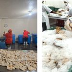 IPSA realiza inspecciones sanitarias en Central American Fisheries y sus centros de acopio Foto:IPSA realiza inspecciones sanitarias en Central American Fisheries y sus centros de acopio/cortesía