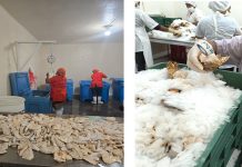 Foto:IPSA realiza inspecciones sanitarias en Central American Fisheries y sus centros de acopio/cortesía