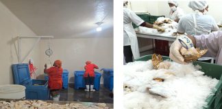 Foto:IPSA realiza inspecciones sanitarias en Central American Fisheries y sus centros de acopio/cortesía