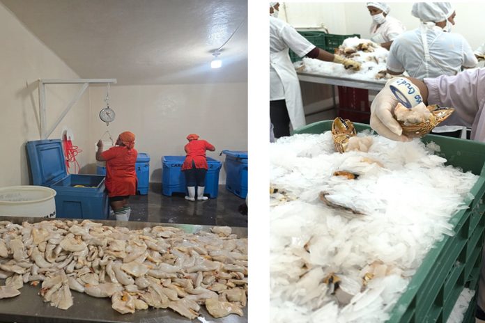 Foto:IPSA realiza inspecciones sanitarias en Central American Fisheries y sus centros de acopio/cortesía Foto:IPSA realiza inspecciones sanitarias en Central American Fisheries y sus centros de acopio/cortesía