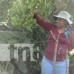 De la tierra a la mesa: Mujer impulsa la agricultura orgánica en Nandaime Foto: Diversificación de cultivos en Nandaime / TN8