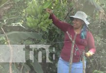 Foto: Diversificación de cultivos en Nandaime / TN8