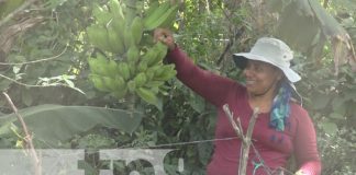Foto: Diversificación de cultivos en Nandaime / TN8