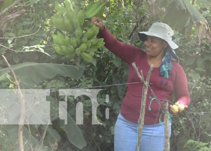 Foto: Diversificación de cultivos en Nandaime / TN8
