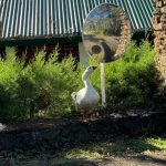 La conmovedora historia de amor de Penélope, la gansa fiel de la Selva Negra Foto: Penélope, la gansa fiel de Selva Negra