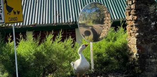 Foto: Penélope, la gansa fiel de Selva Negra