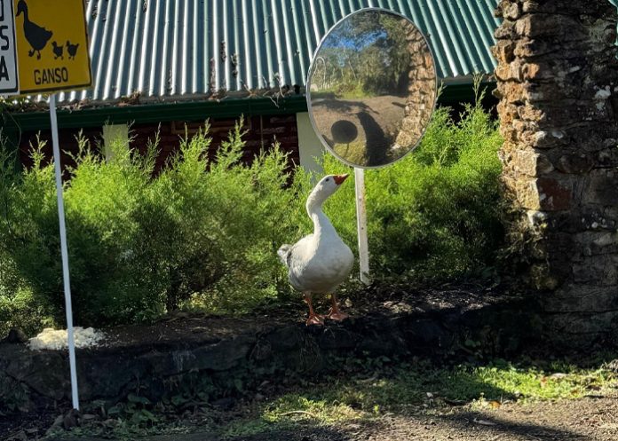 Foto: Penélope, la gansa fiel de Selva Negra Foto: Penélope, la gansa fiel de Selva Negra