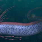 Pez Remo activa señal de alarma en México Foto: Pez remo sorprende en México/cortesía