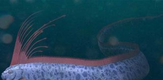 Foto: Pez remo sorprende en México/cortesía