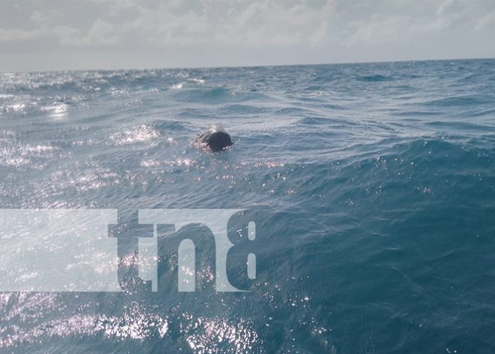 Foto: Naufragio en Corn Island / TN8 Foto: Naufragio en Corn Island / TN8