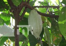 Foto: El paraíso del chocolate te espera en Ometepe/TN8