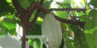 Foto: El paraíso del chocolate te espera en Ometepe/TN8