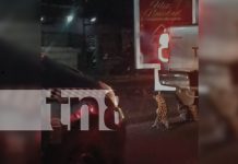 Tigrillo cuelga de una camioneta en Managua y causa indignación (Video)